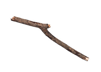 Image showing Dry tree branch on white