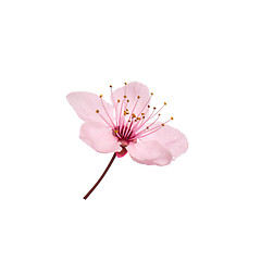 Image showing Cherry blossom flowers