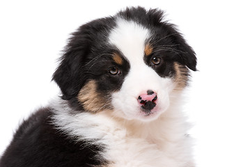 Image showing Australian shepherd puppy