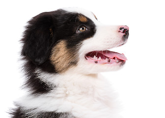 Image showing Australian shepherd puppy