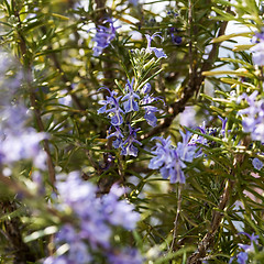 Image showing Flowering rosemary 