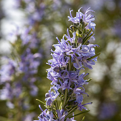 Image showing Flowering rosemary twig