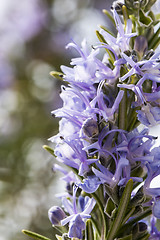 Image showing Flowering rosemary twig