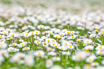 Image showing Chamomile flowers spring field background.