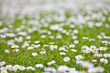 Image showing Chamomile flowers spring field background.