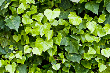 Image showing Green leaves pattern background. 