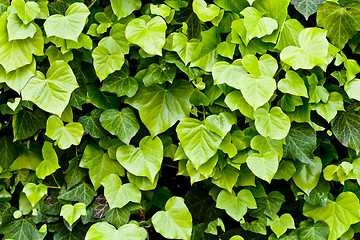 Image showing Green leaves pattern background.