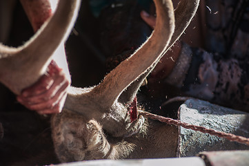 Image showing Cutting antlers of Altaic stag maral