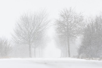 Image showing Road with trees and strong snowfall