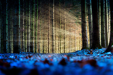 Image showing Trees with sunbeams in a forest