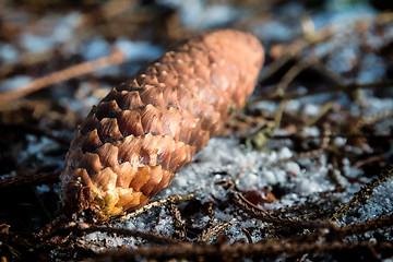 Image showing Image of a fir cone on the soil of a forest