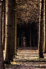 Image showing Trees in a forest