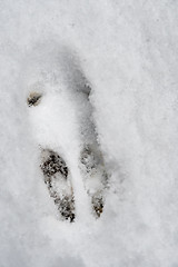 Image showing Footprint of a wild rabbit