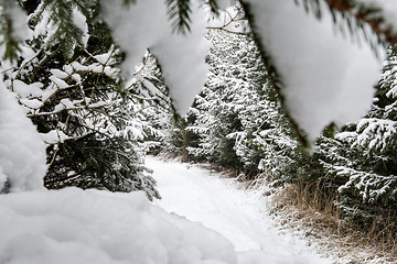 Image showing Path with trees and snow