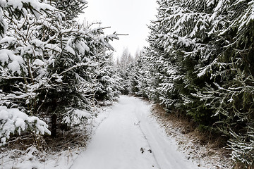 Image showing Path with trees and snow