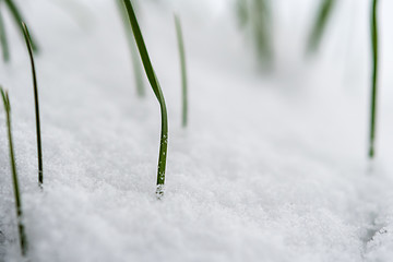 Image showing Closeup of a plant in snow in winter 