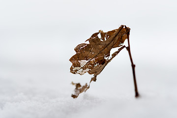 Image showing Closeup of a plant in snow in winter 