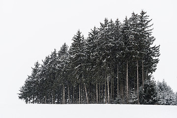 Image showing Forest and trees with snow in winter and blanket of clouds