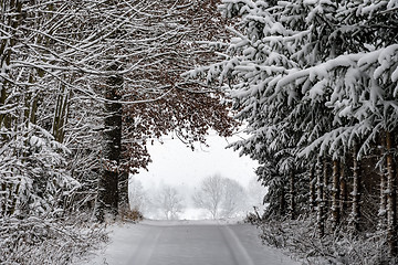 Image showing Road with trees and snow