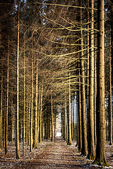 Image showing Path in a forest in winter with little snow