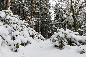 Image showing Forest and trees with snow in winter and blanket of clouds