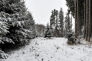 Image showing Forest and trees with snow in winter and blanket of clouds