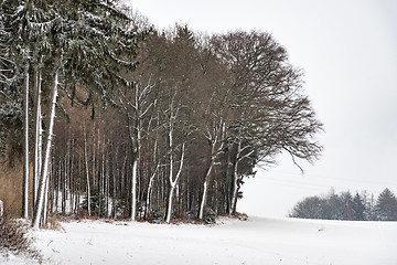 Image showing Forest and trees with snow in winter and blanket of clouds