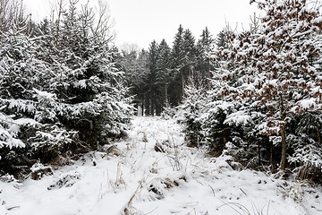 Image showing Forest and trees with snow in winter and blanket of clouds