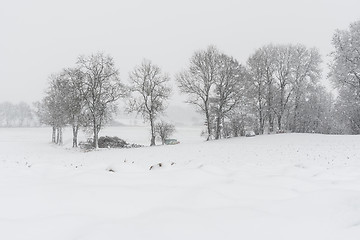 Image showing Forest and trees with snow in winter and blanket of clouds