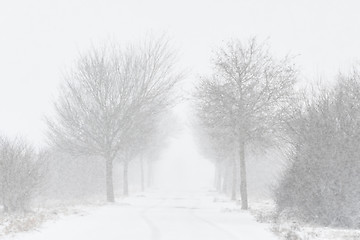 Image showing Road with trees and strong snowfall