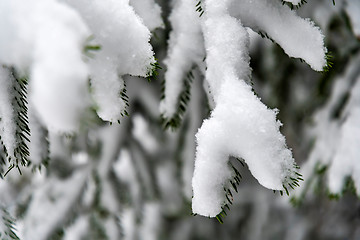 Image showing Forest and trees with snow in winter and blanket of clouds