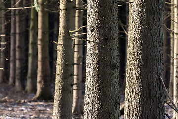 Image showing Trees in the evening sun in winter