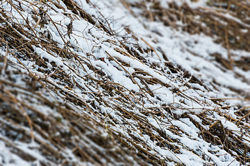 Image showing Grass with snow in winter