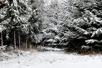 Image showing Forest and trees with snow in winter and blanket of clouds