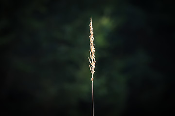 Image showing Blade of grass in the forest which is illuminated by the sun