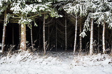 Image showing Forest and trees with snow in winter and blanket of clouds