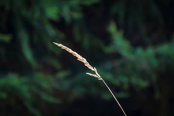 Image showing Blade of grass in the forest which is illuminated by the sun