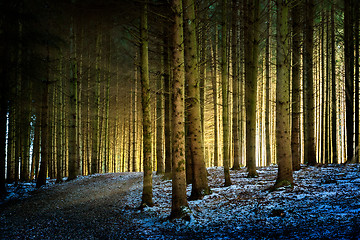 Image showing Trees with sunbeams in a forest