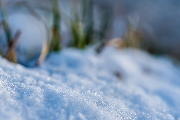 Image showing Closeup of a plant in snow in winter 