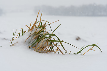 Image showing Closeup of a plant in snow in winter 