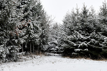 Image showing Forest and trees with snow in winter and blanket of clouds