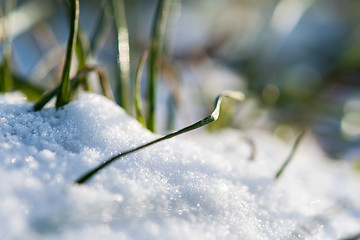 Image showing Closeup of a plant in snow in winter 