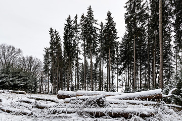 Image showing Forest and trees with snow in winter and blanket of clouds