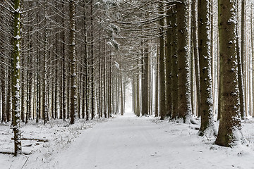 Image showing Path with trees and snow