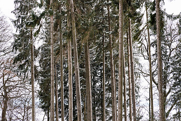 Image showing Forest and trees with snow in winter and blanket of clouds