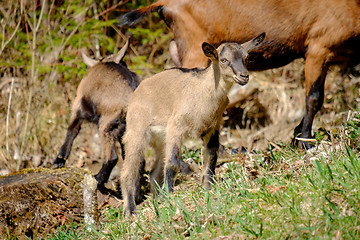 Image showing Young goats on a meadow in Bavaria, Germany