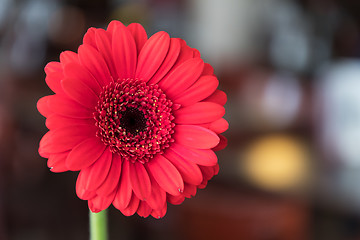 Image showing Single beautiful red gerbera