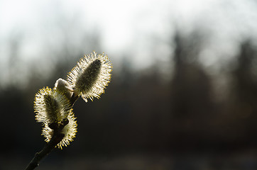 Image showing Blossom willow catkins by a dark background