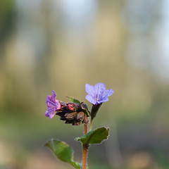 Image showing Early blossom lungwort flower