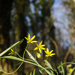 Image showing Blossom yellow spring flowers